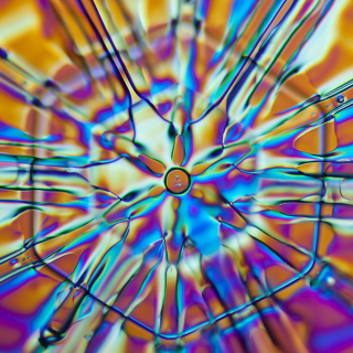 Illustration for article titled Science Photographer Reveals Beauty of the Microscopic World